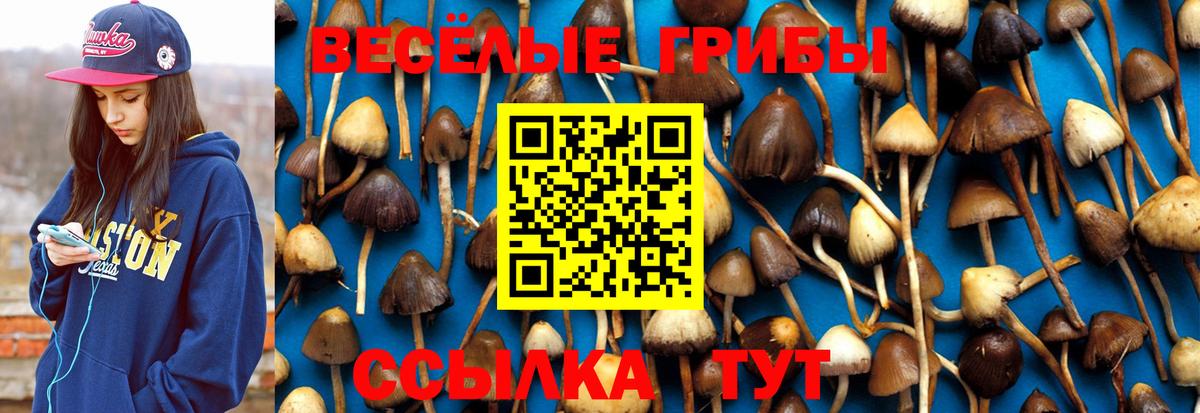 Галлюциногенные грибы прущие грибы  сколько стоит  Псилоцибиновые грибы Psilocybe  Муром  Вход с VPN 